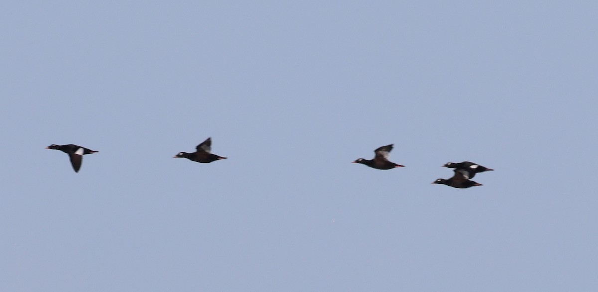White-winged Scoter - ML643516732