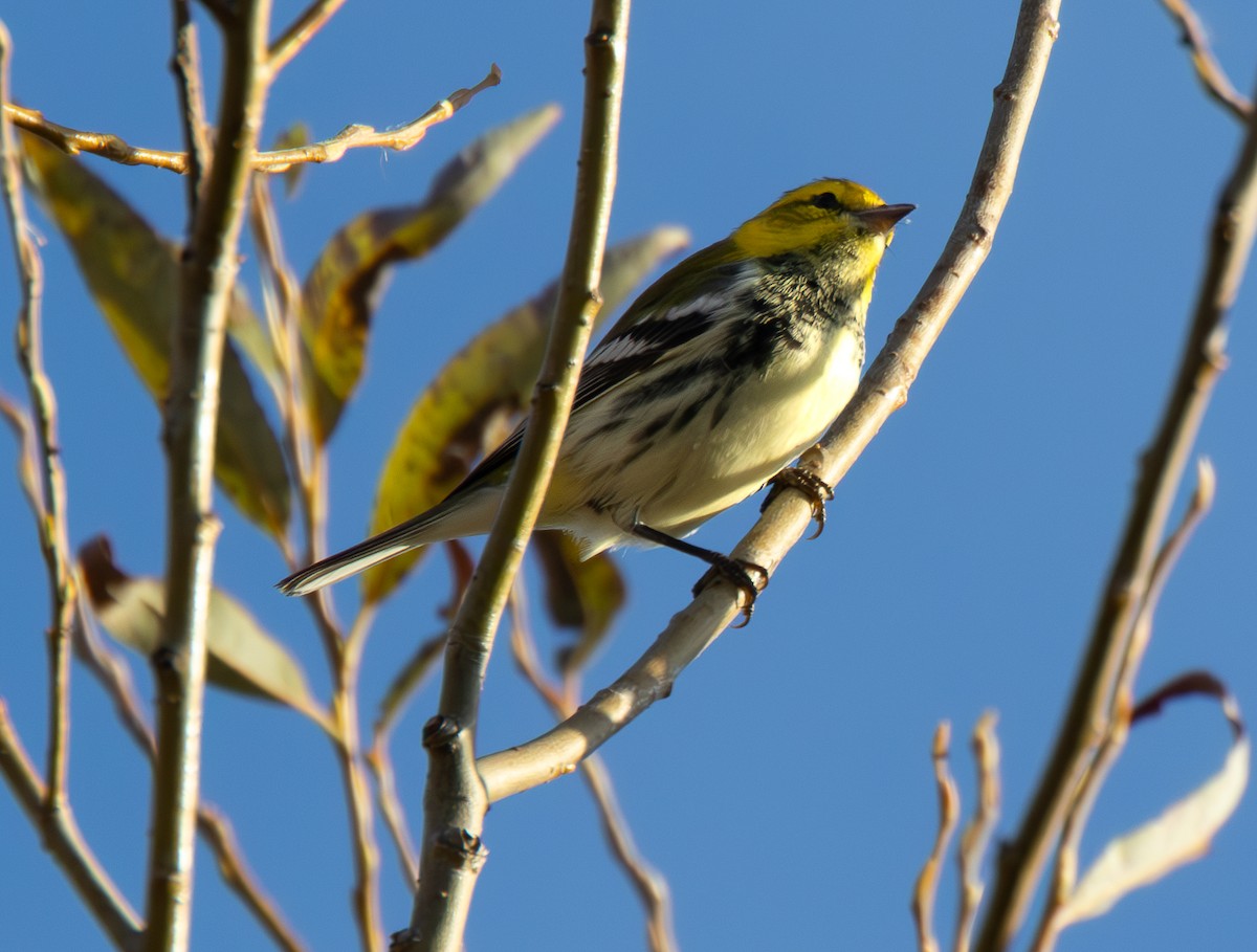 Grünmantel-Waldsänger - ML643516733