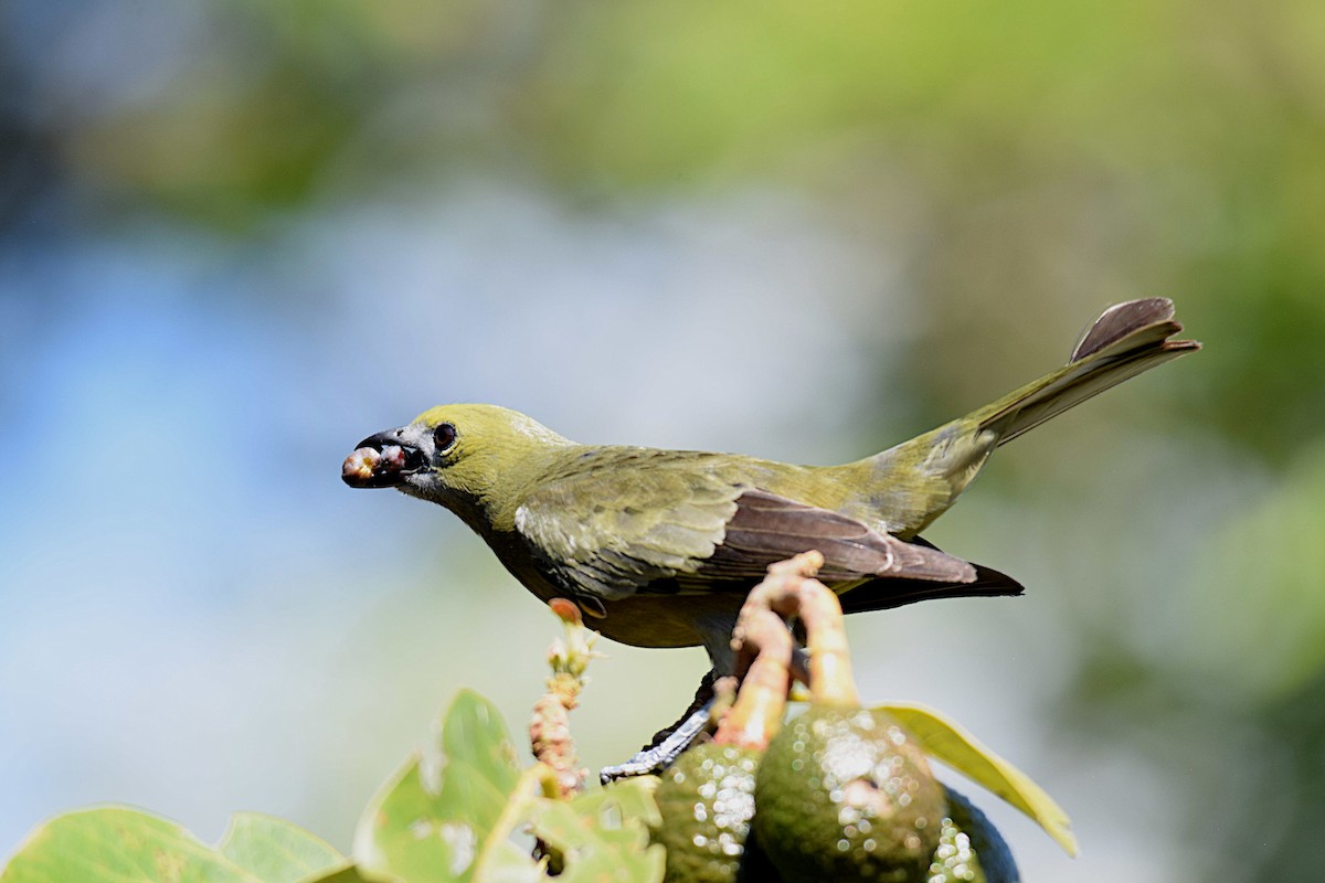 Palm Tanager - ML643516734