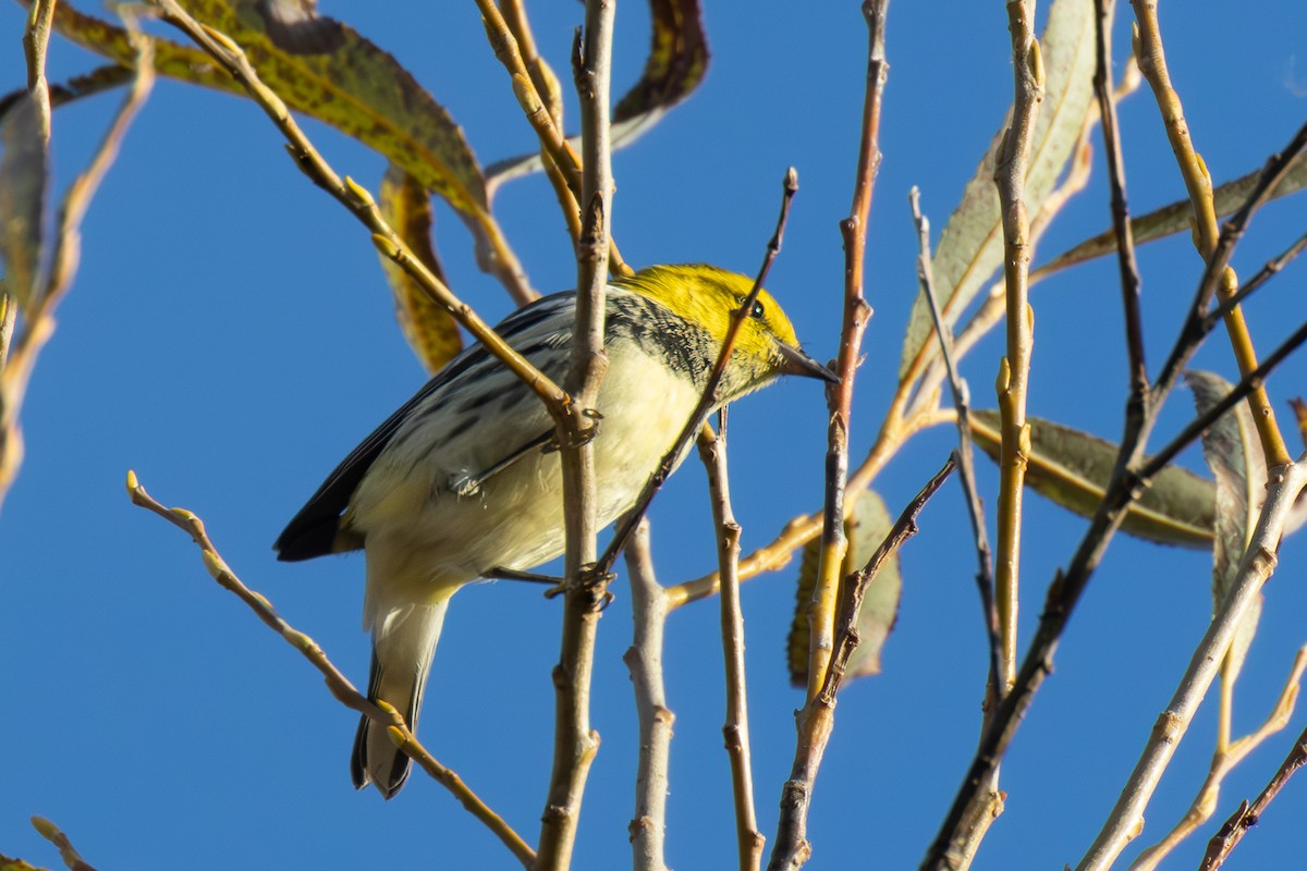 Grünmantel-Waldsänger - ML643516748