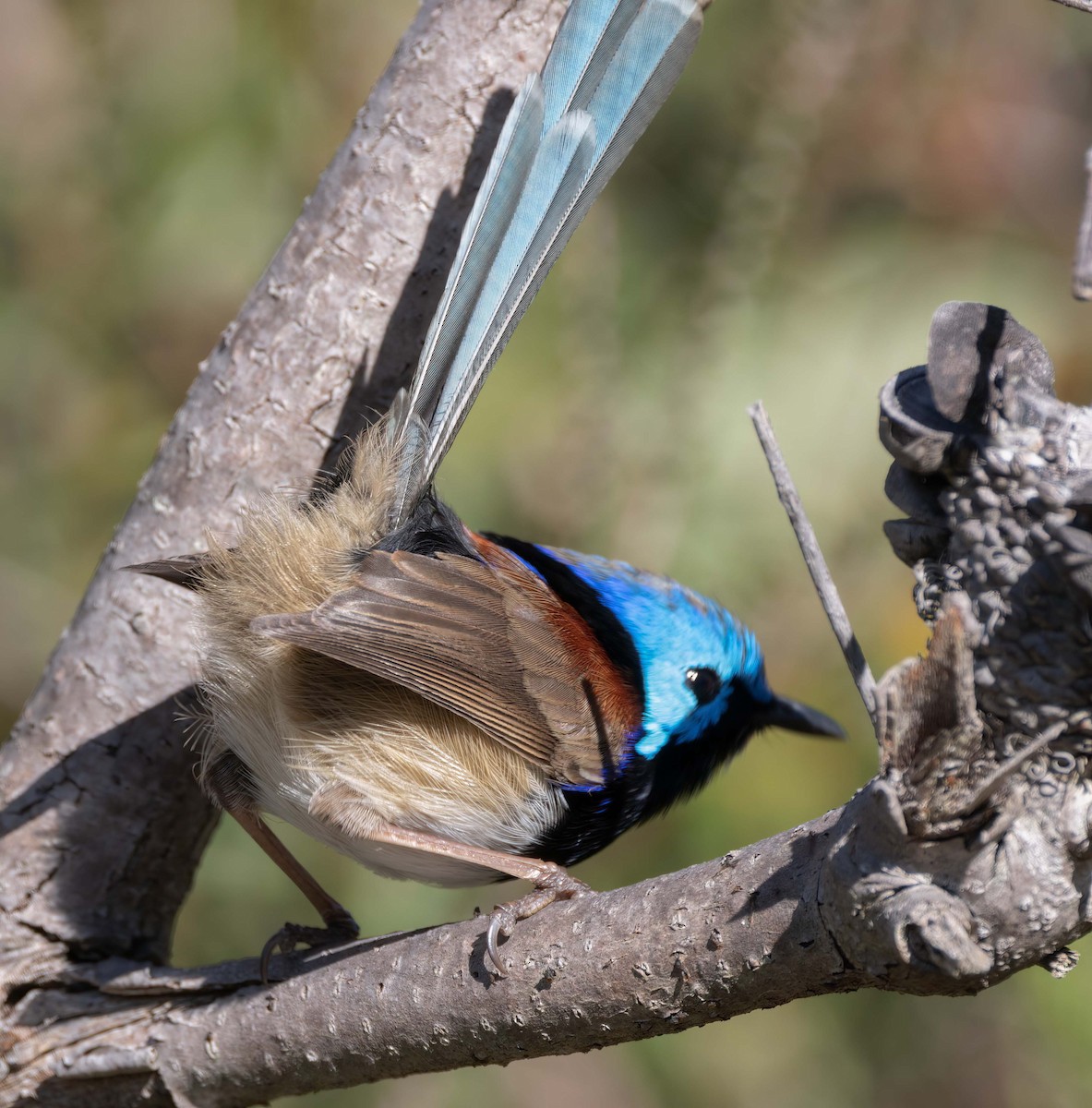 Variegated Fairywren - ML643516753