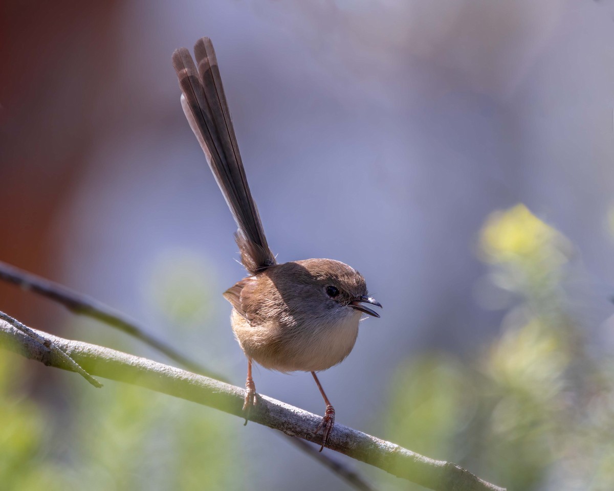 Variegated Fairywren - ML643516767