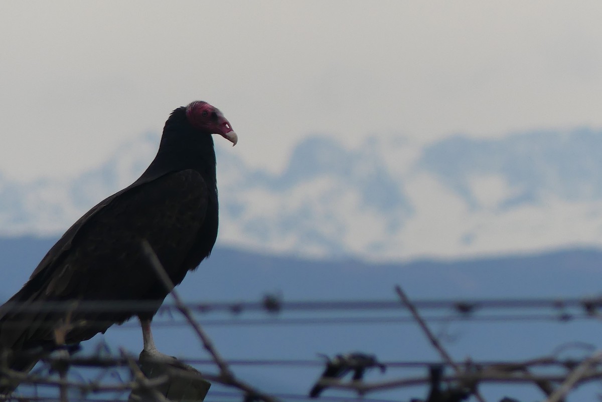 Urubu à tête rouge - ML643516776