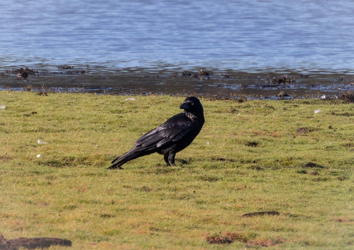 Australian Raven - ML643516787