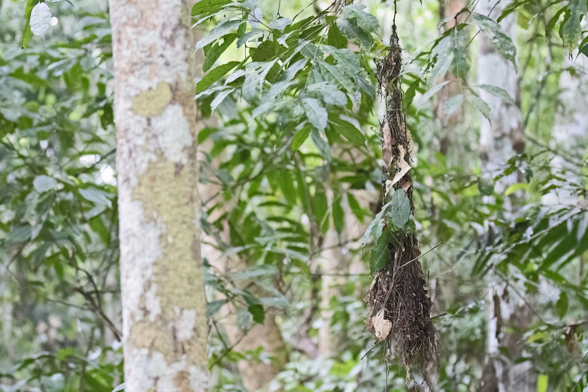 Eastern Olivaceous Flatbill - ML643516801