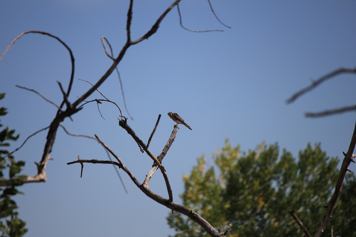 American Kestrel - ML643516802