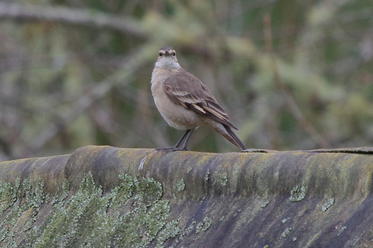 Long-tailed Cinclodes (Long-tailed) - ML643516813