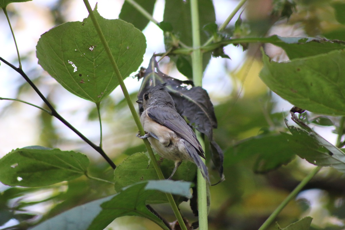 Mésange bicolore - ML643516825
