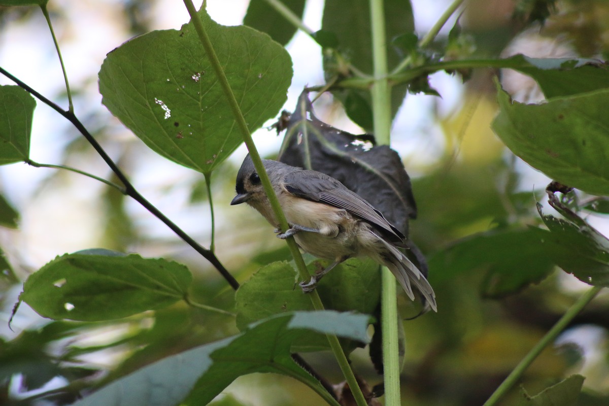 Mésange bicolore - ML643516826