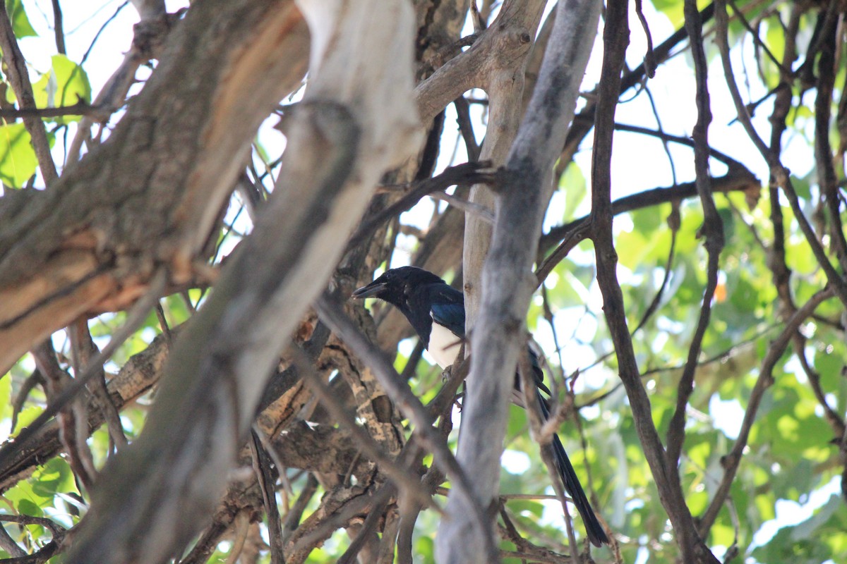 Black-billed Magpie - ML643516827