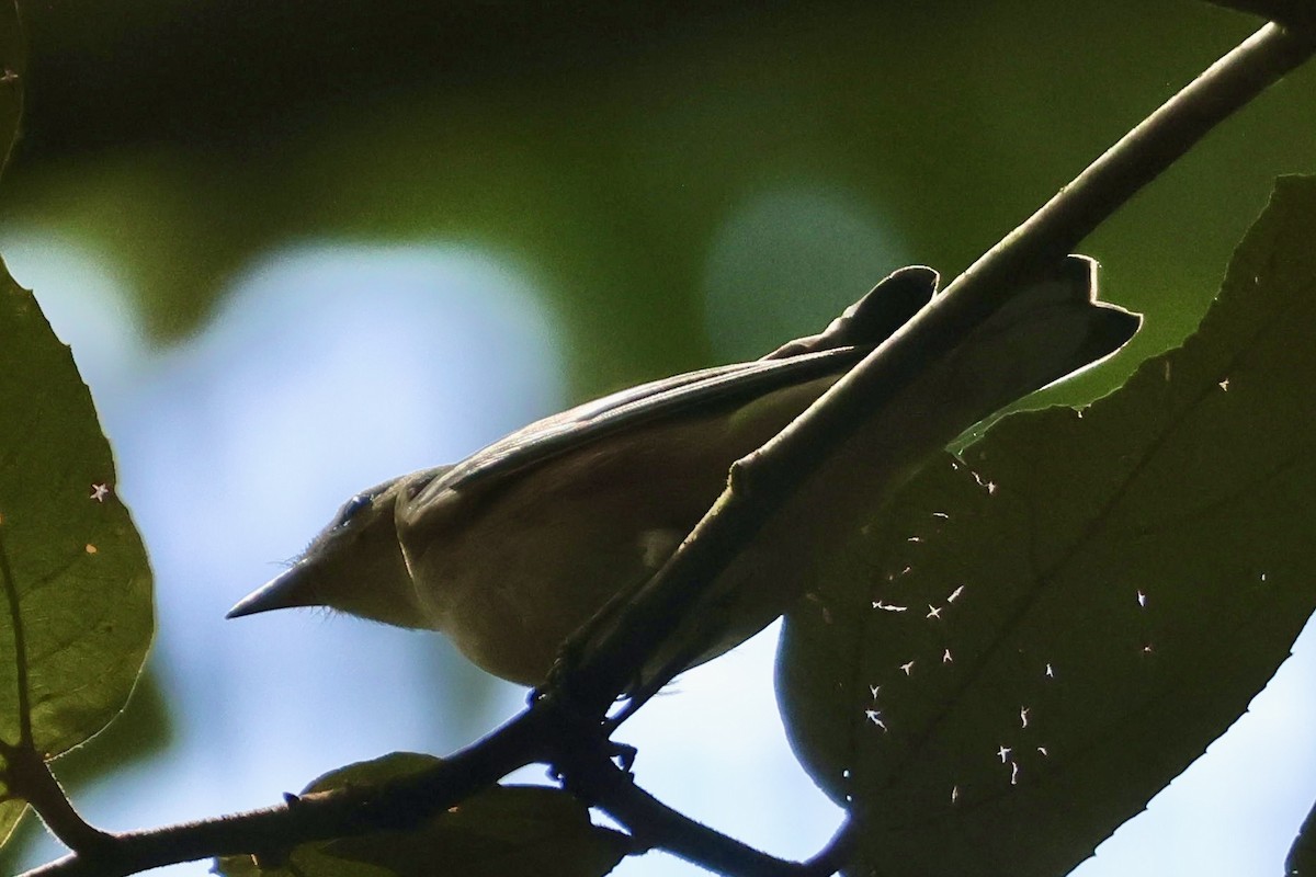 Bay-breasted Warbler - ML643516838