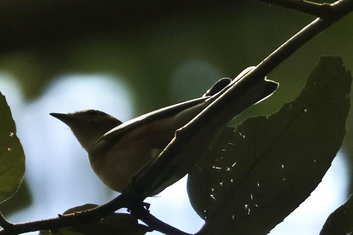 Bay-breasted Warbler - ML643516839