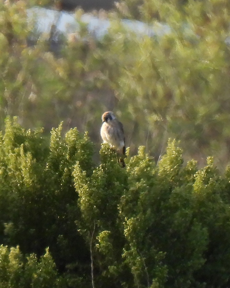 American Kestrel - ML643516853