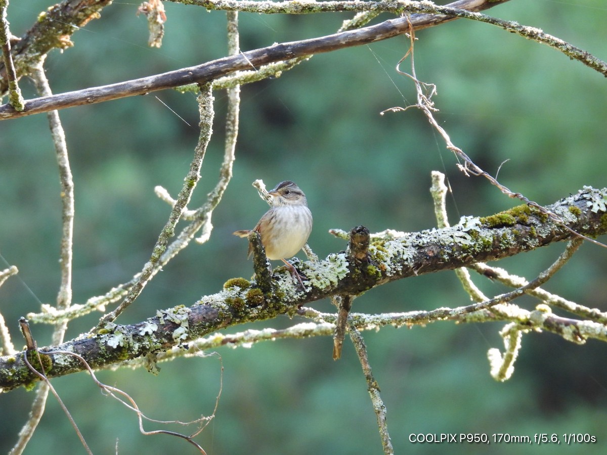 Swamp Sparrow - ML643516854