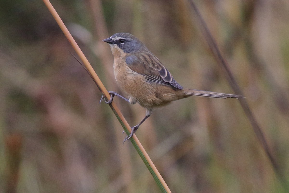 rørspurv - ML643516855