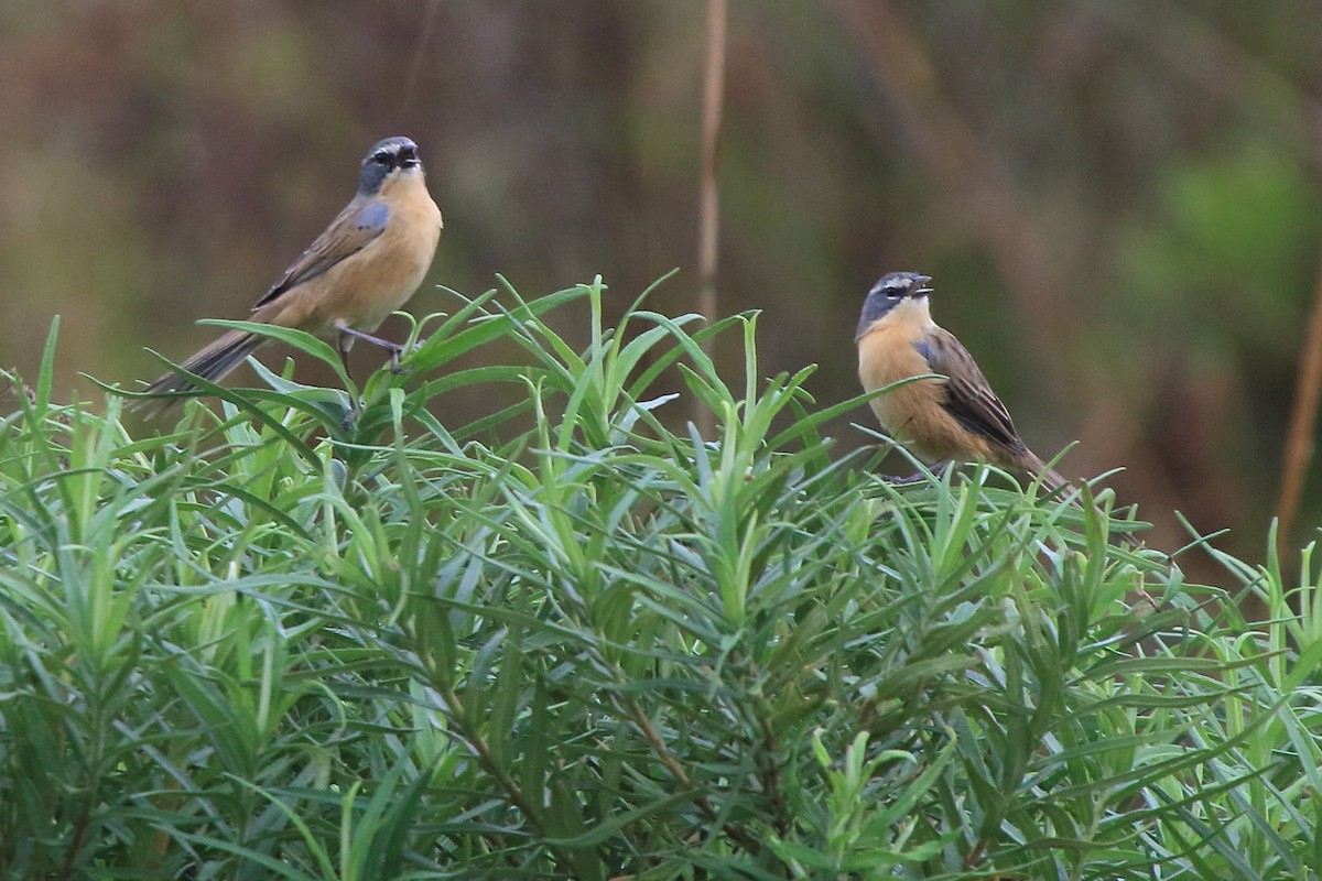 rørspurv - ML643516856