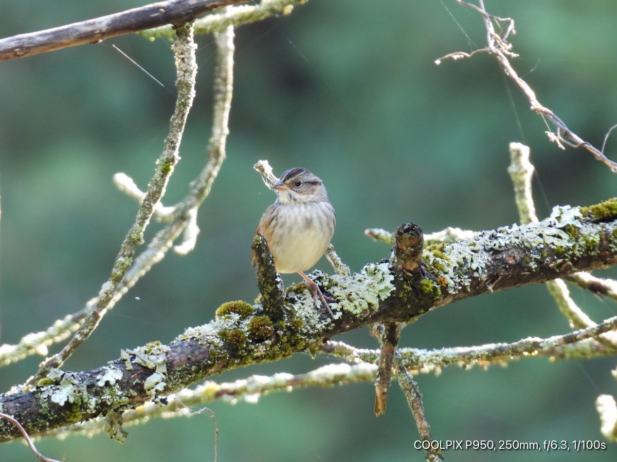 Swamp Sparrow - ML643516867