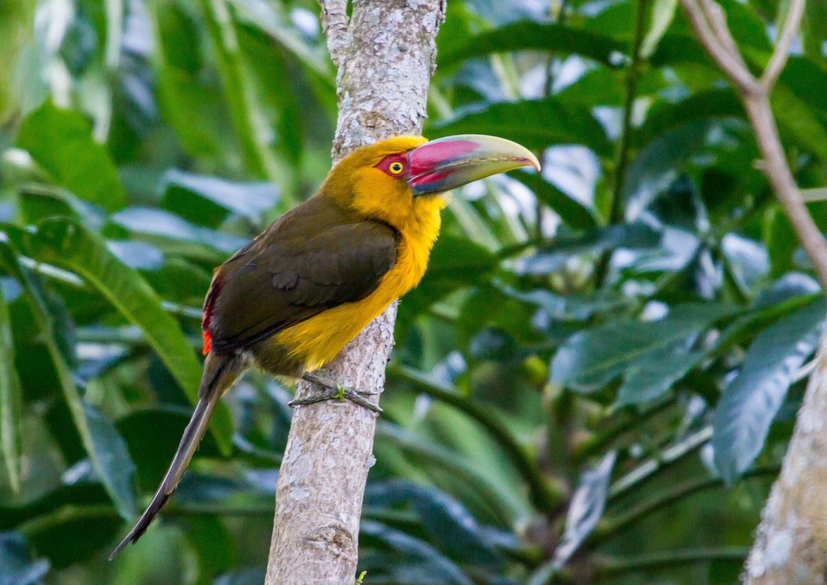 Saffron Toucanet - ML643516873