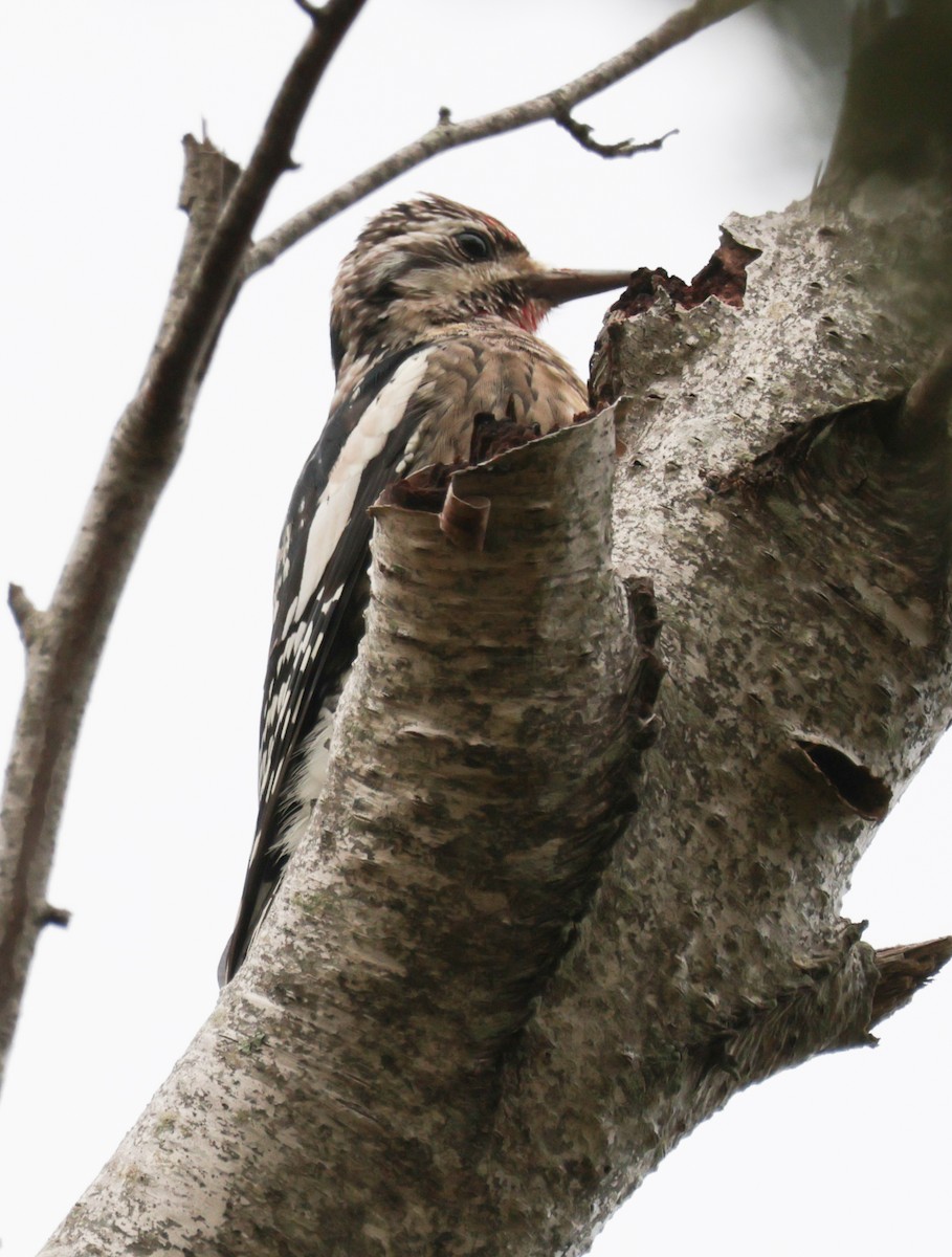 Yellow-bellied Sapsucker - ML643516885