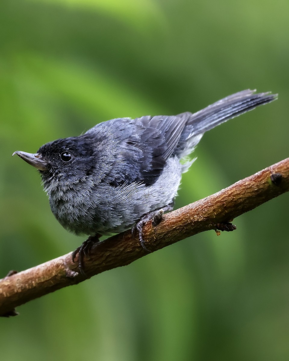 Slaty Flowerpiercer - ML643516888