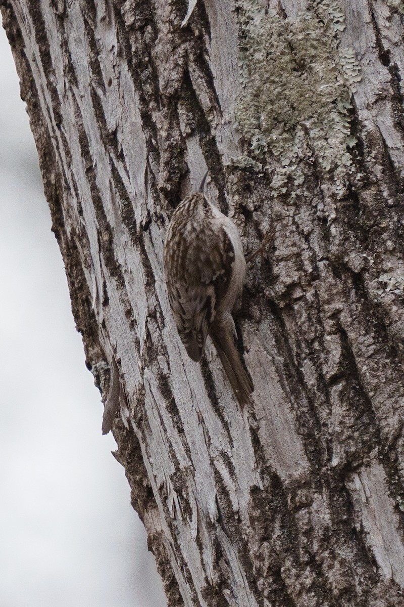 Brown Creeper - ML643516894