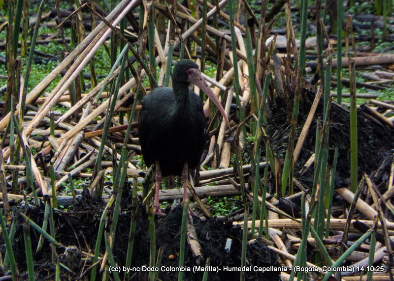Bare-faced Ibis - ML643516896