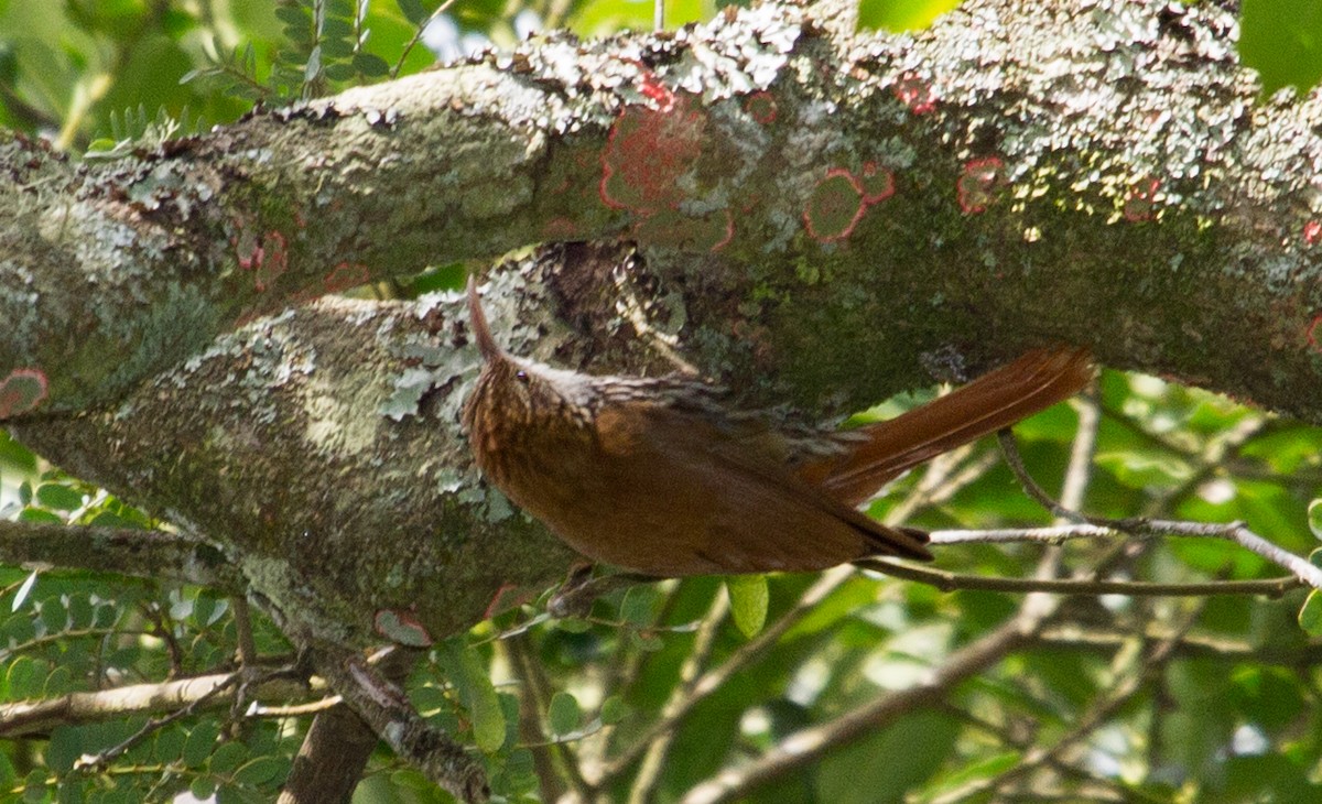 Scaled Woodcreeper - ML643516897