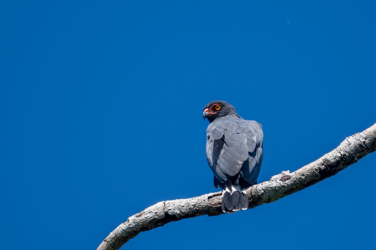 Buse ardoisée - ML643516898