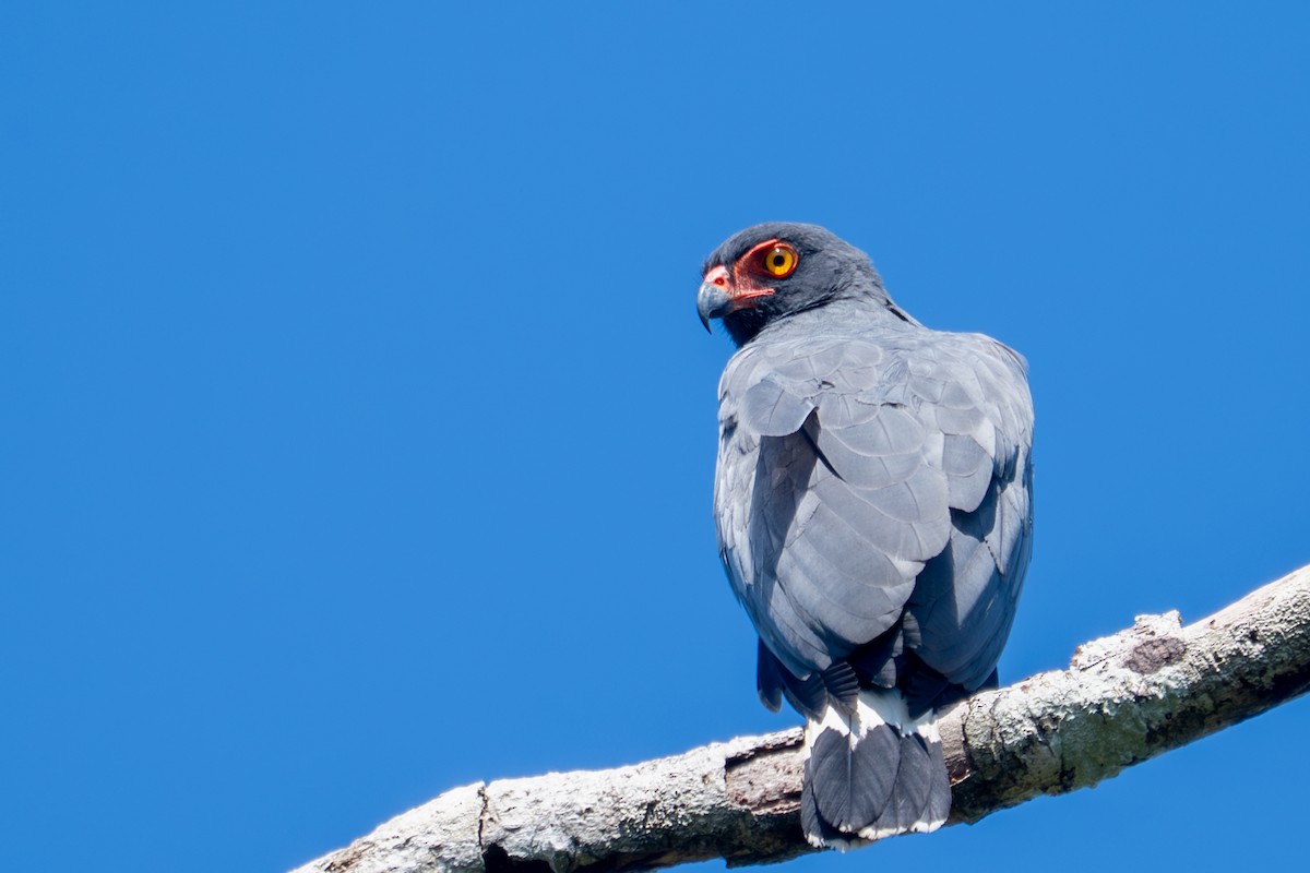 Buse ardoisée - ML643516900