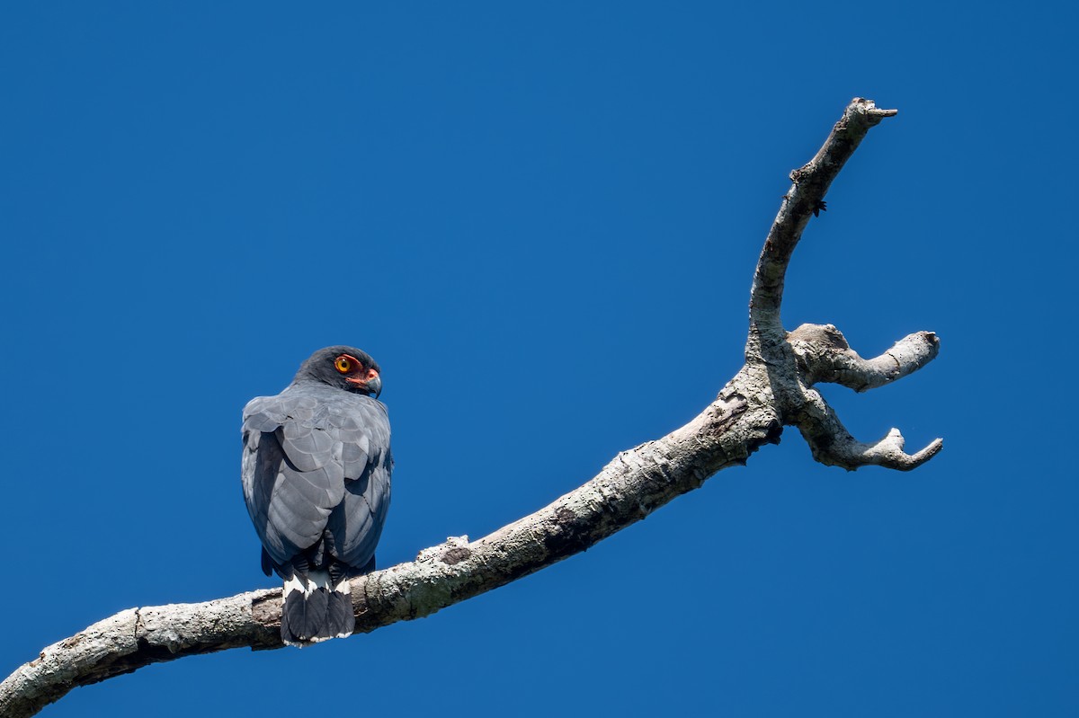 Buse ardoisée - ML643516902