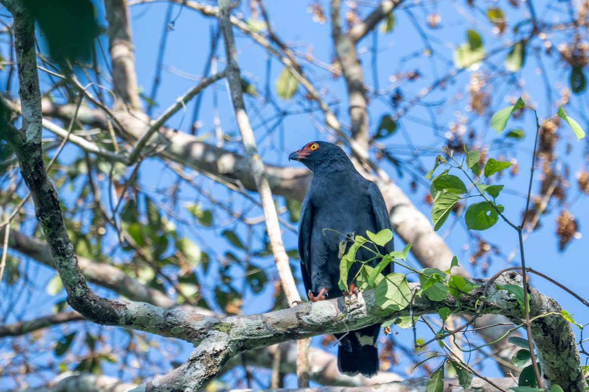 Buse ardoisée - ML643516903