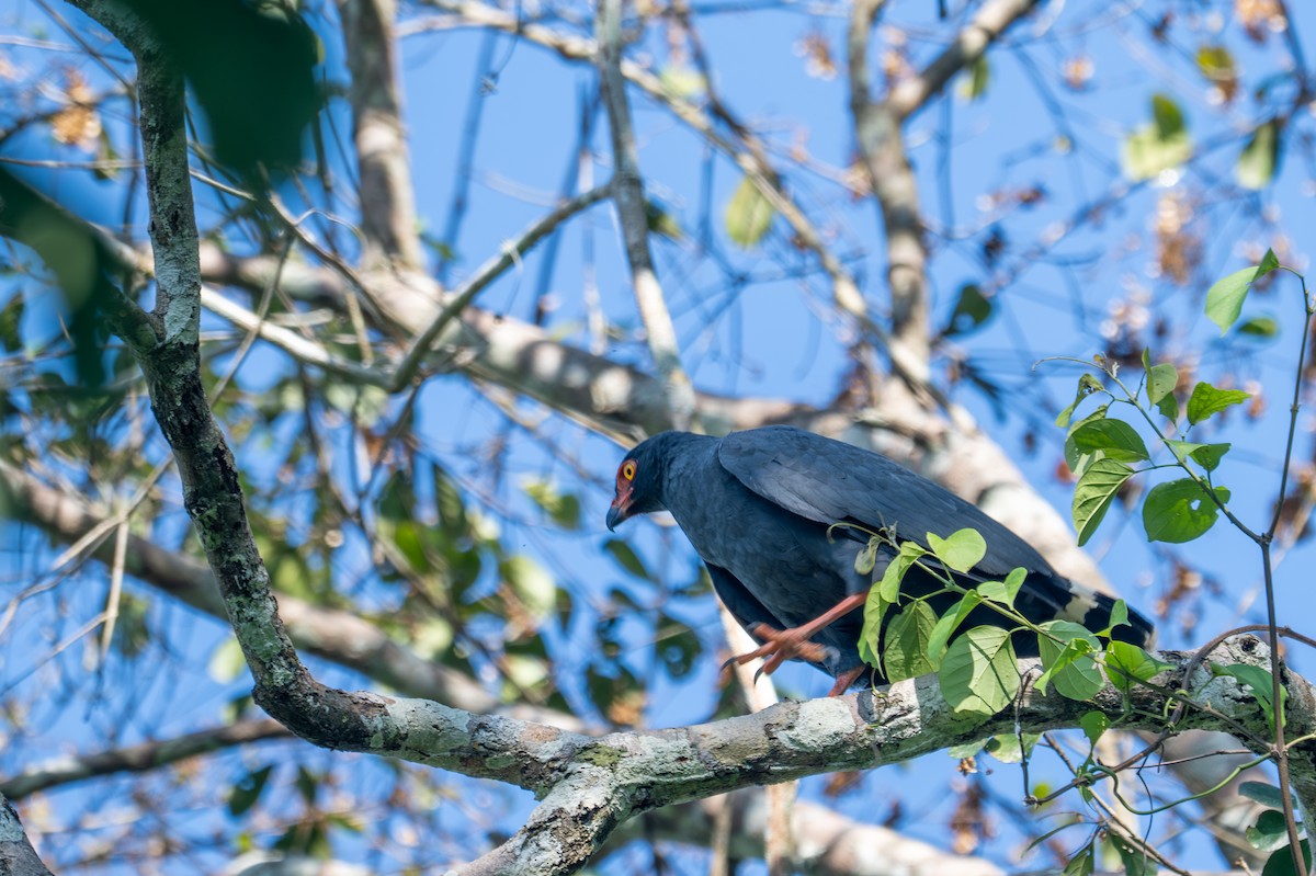 Buse ardoisée - ML643516904