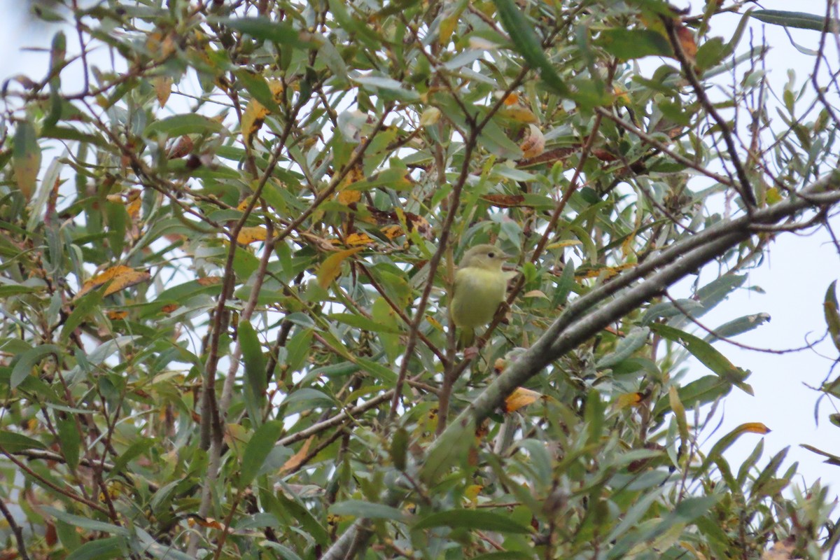 Yellow Warbler (Northern) - ML643516905