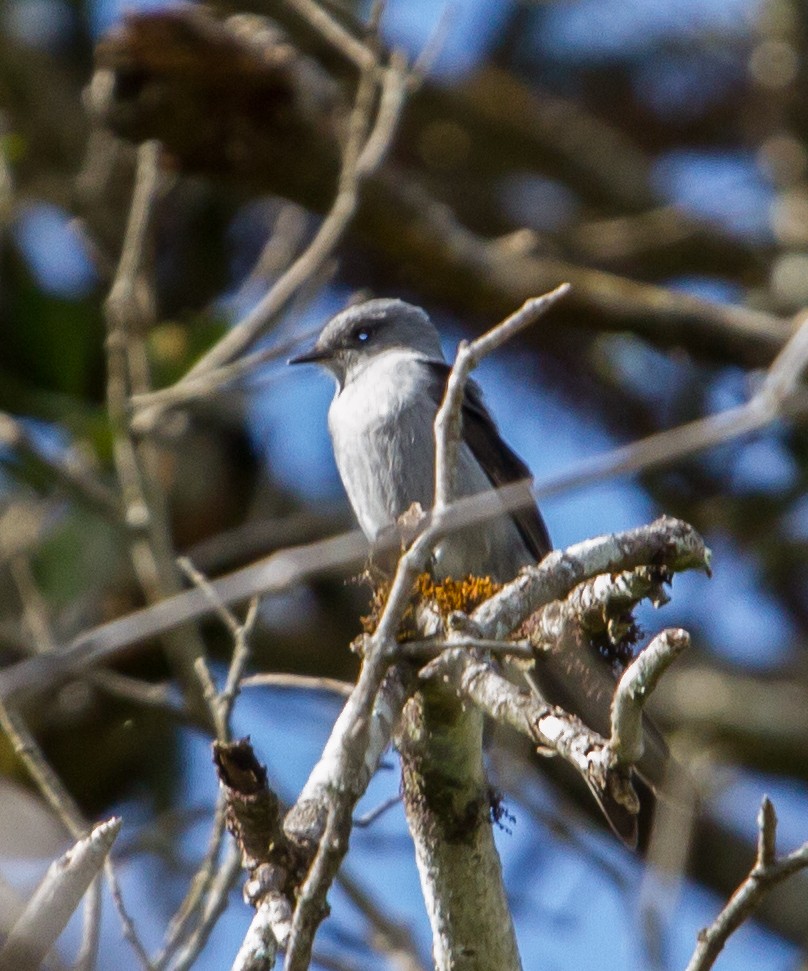 Shear-tailed Gray Tyrant - ML643516920