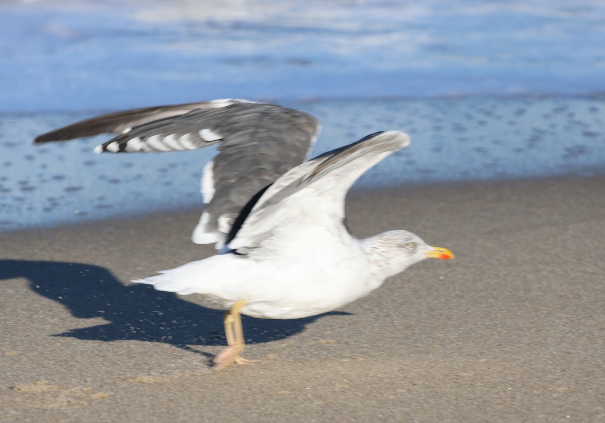 Lesser Black-backed Gull - ML643516935
