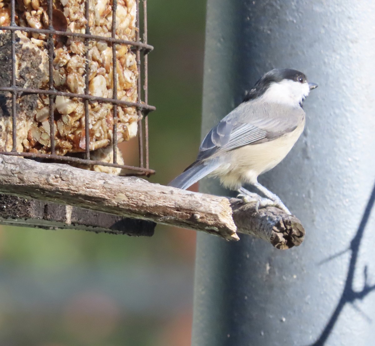 Carolina Chickadee - ML643516937