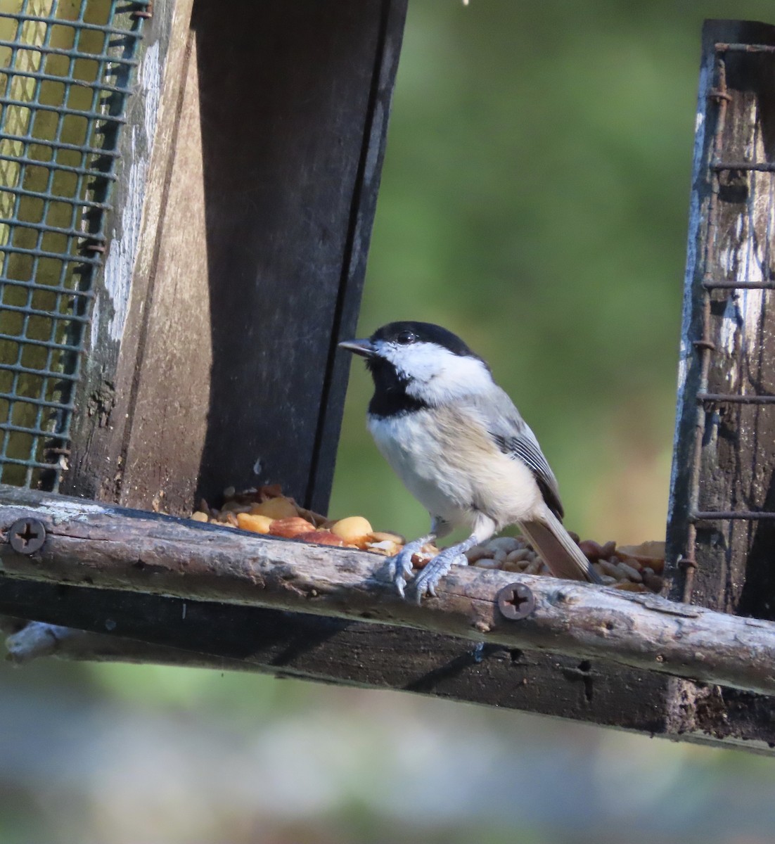 Carolina Chickadee - ML643516938