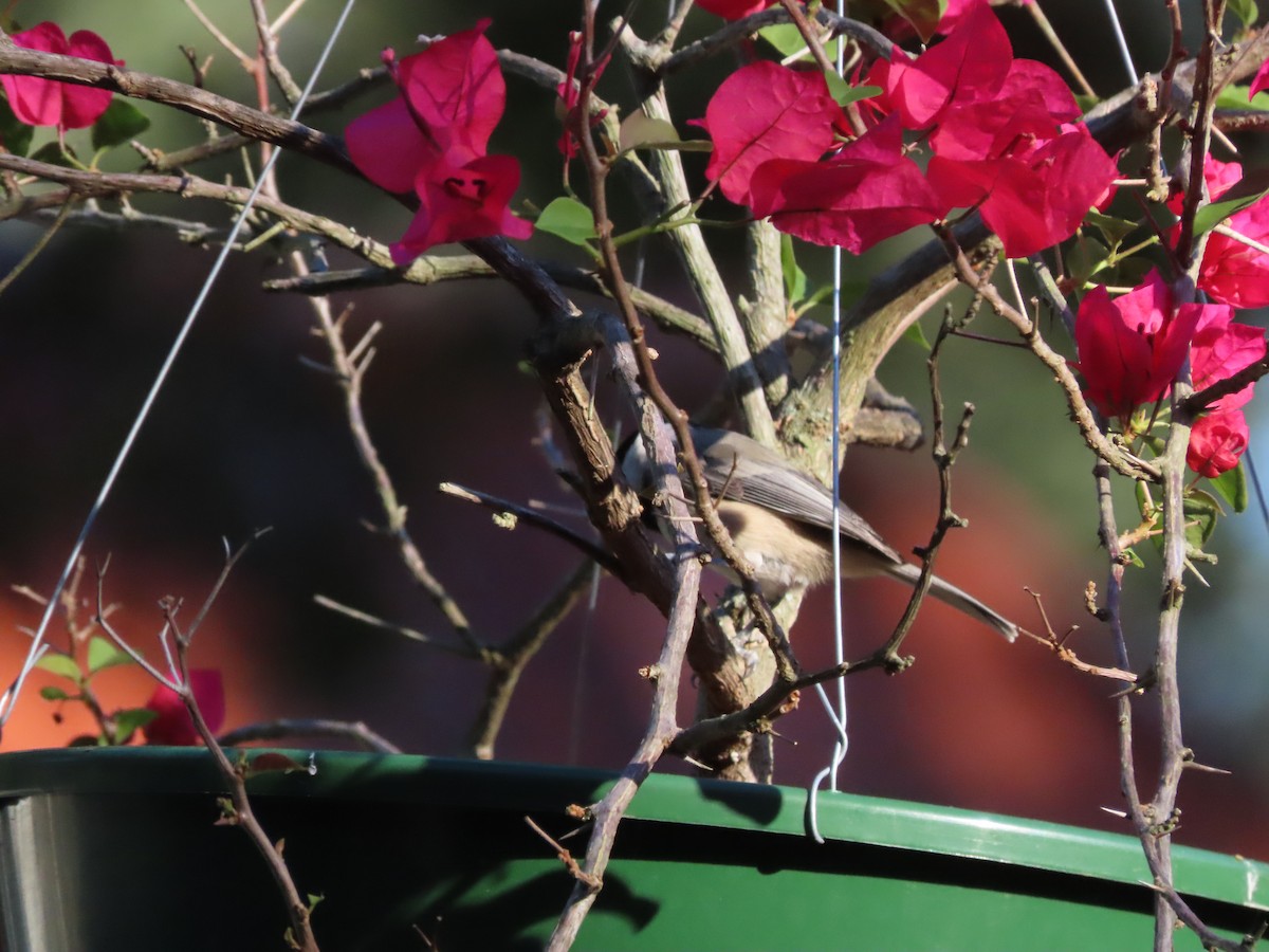 Carolina Chickadee - ML643516939