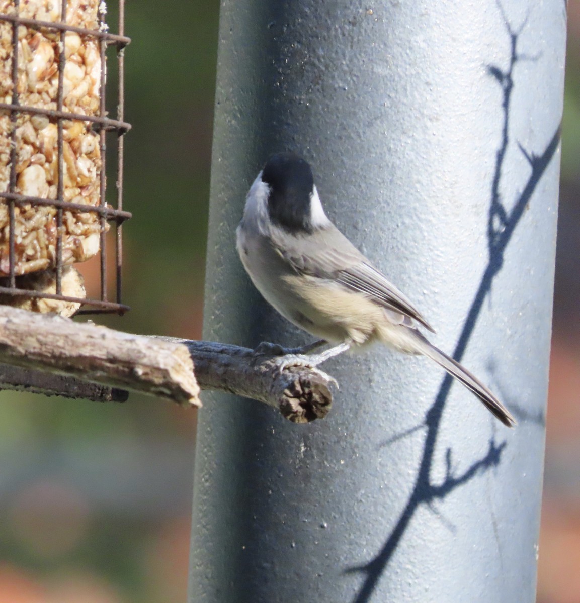 Carolina Chickadee - ML643516940