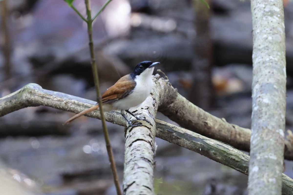 Shining Flycatcher - ML643516974