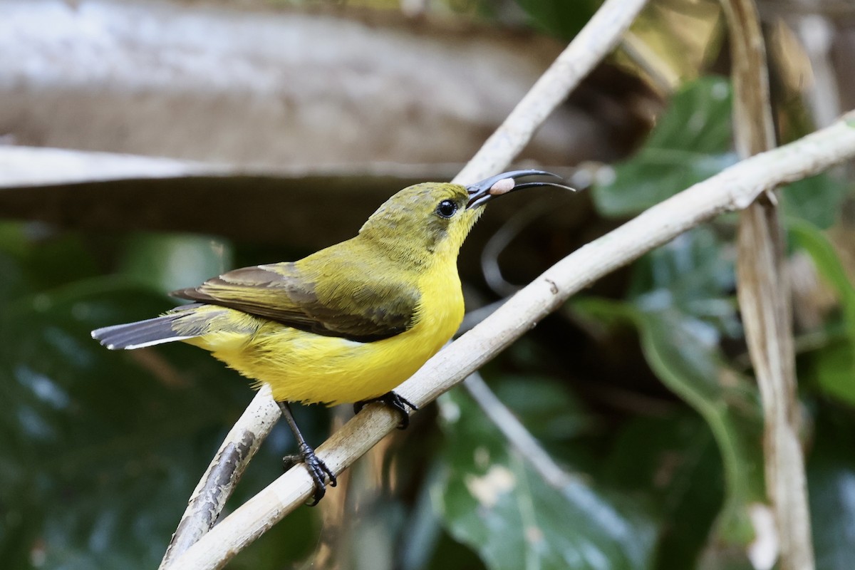 Sahul Sunbird - ML643516981