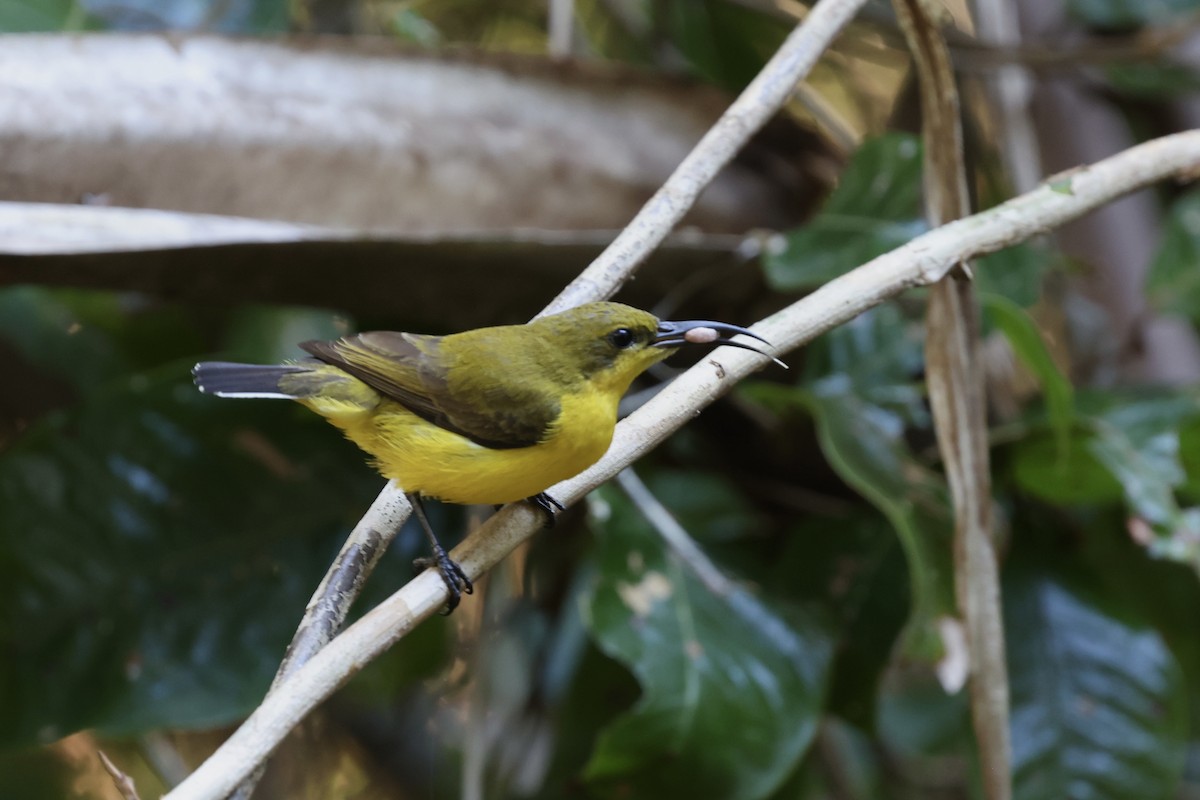 Sahul Sunbird - ML643516982