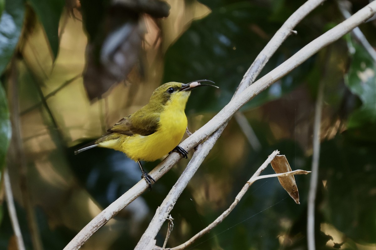 Sahul Sunbird - ML643516983