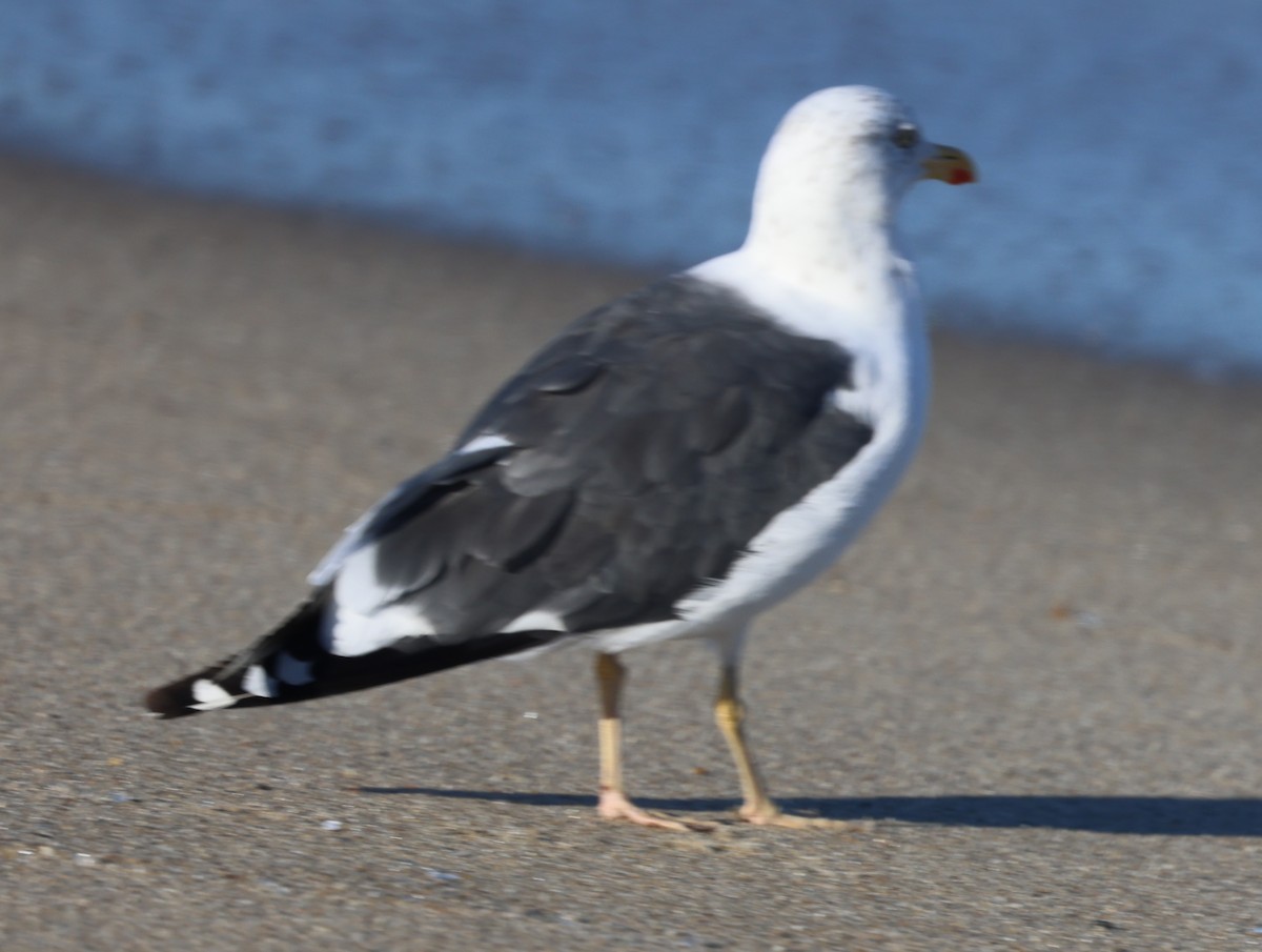 Lesser Black-backed Gull - ML643516987