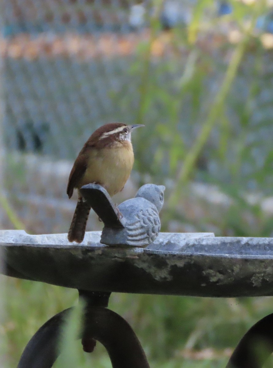 Carolina Wren - ML643516990