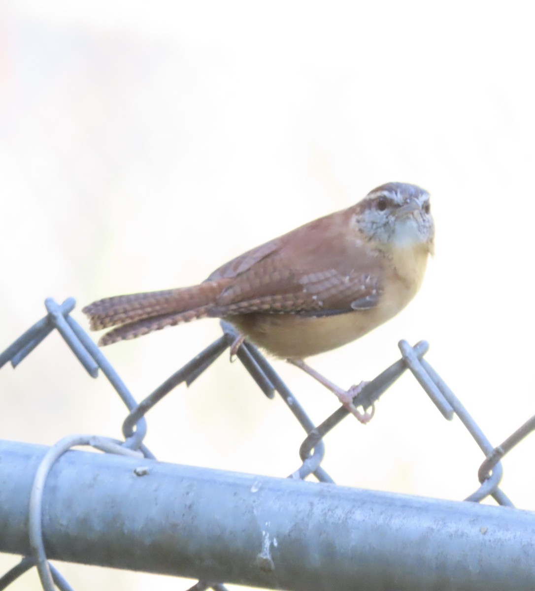 Carolina Wren - ML643516991