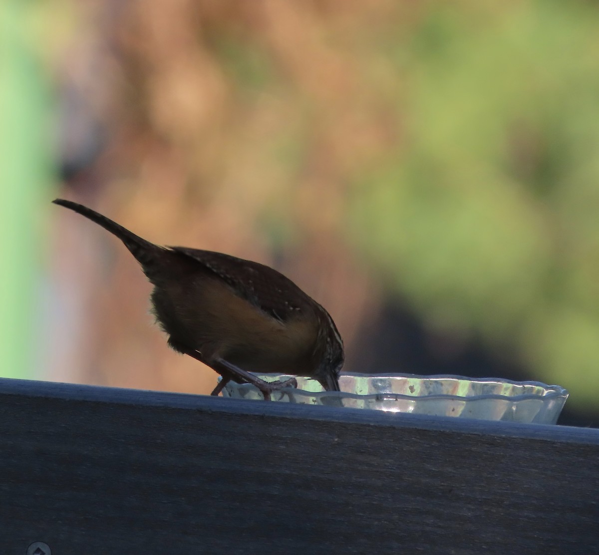 Carolina Wren - ML643516992