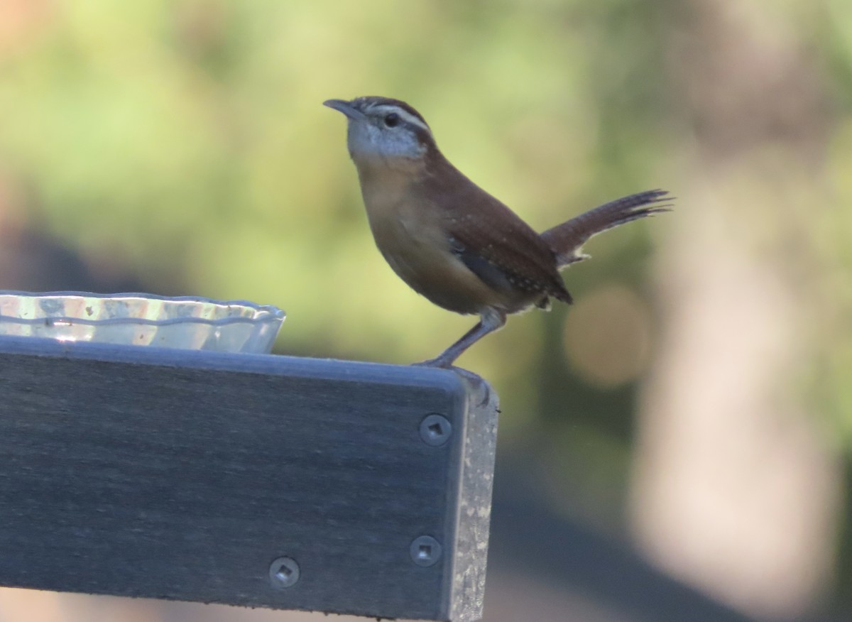 Carolina Wren - ML643516993