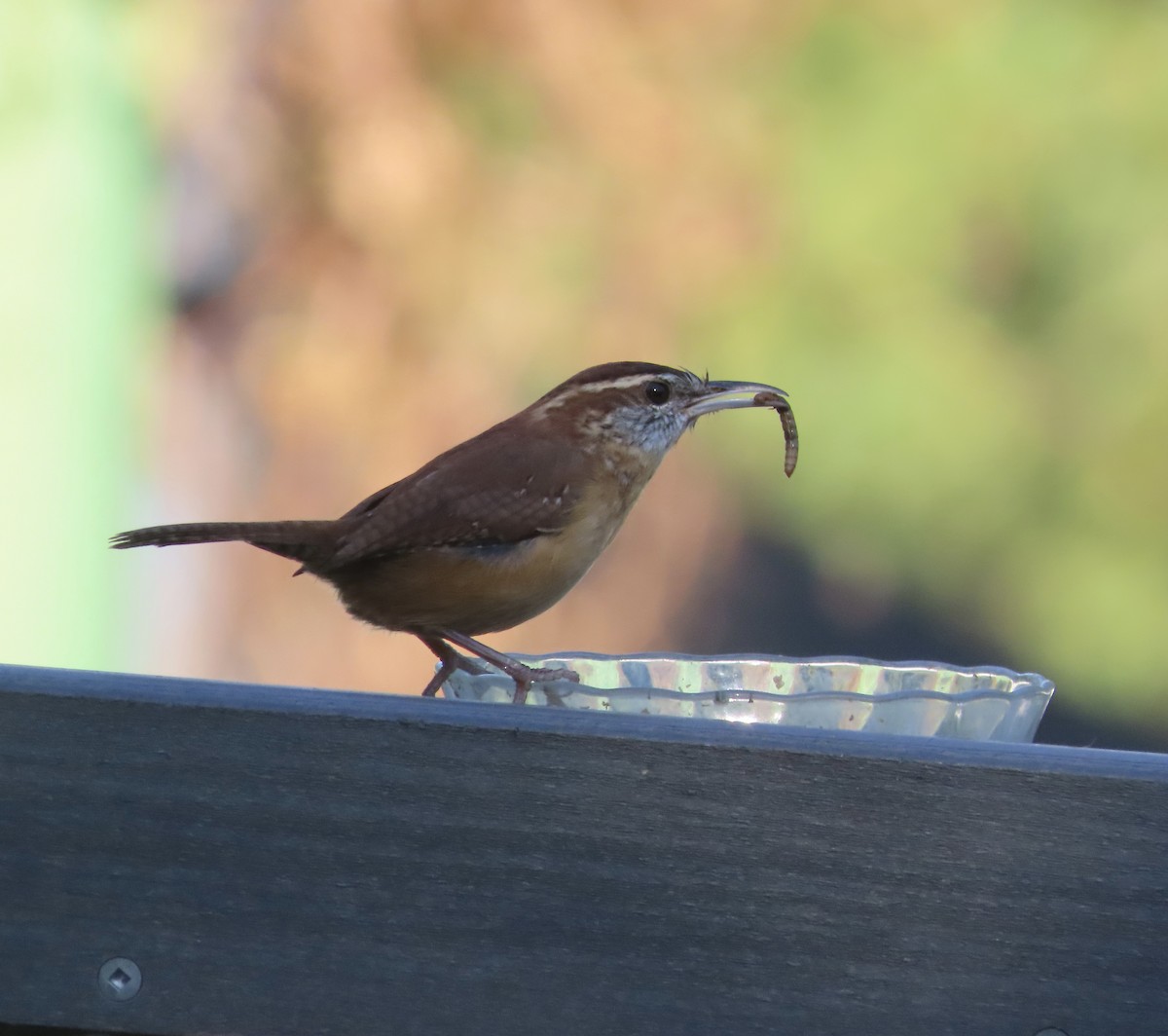 Carolina Wren - ML643516994