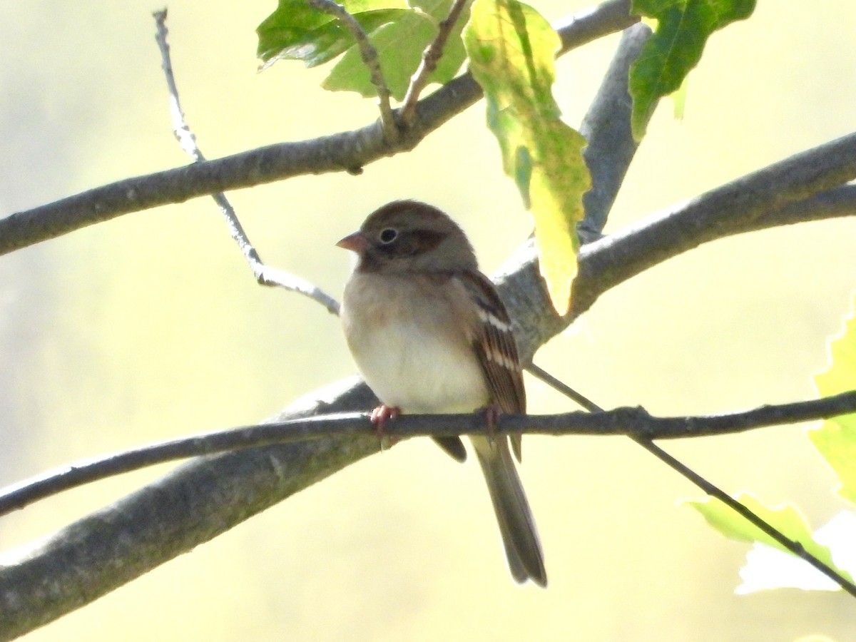 Field Sparrow - ML643517023